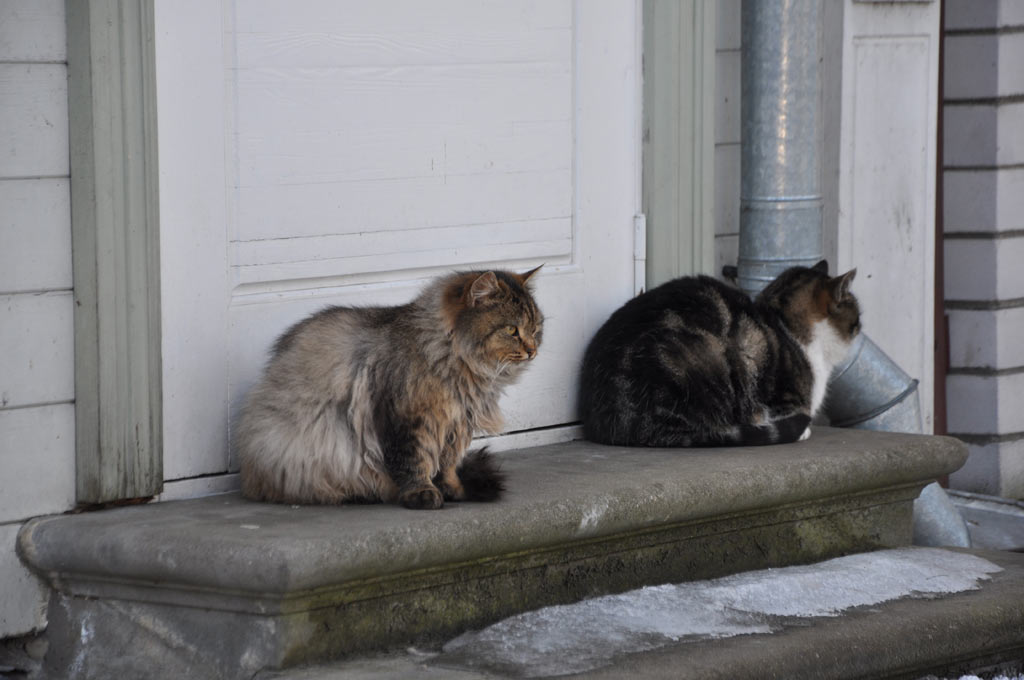 Коты на улице Юрмалы