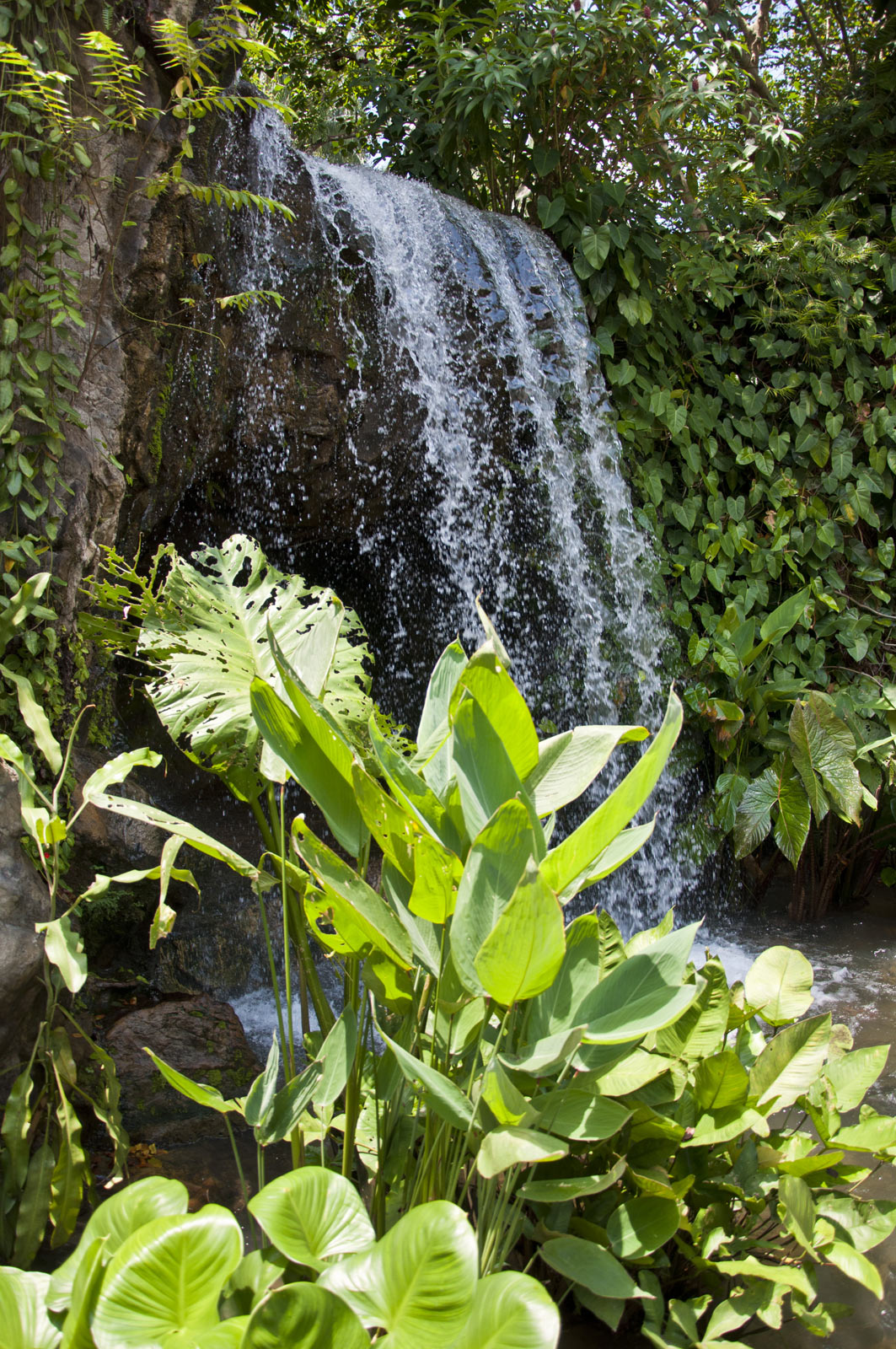 Водопад в Имбирном саду