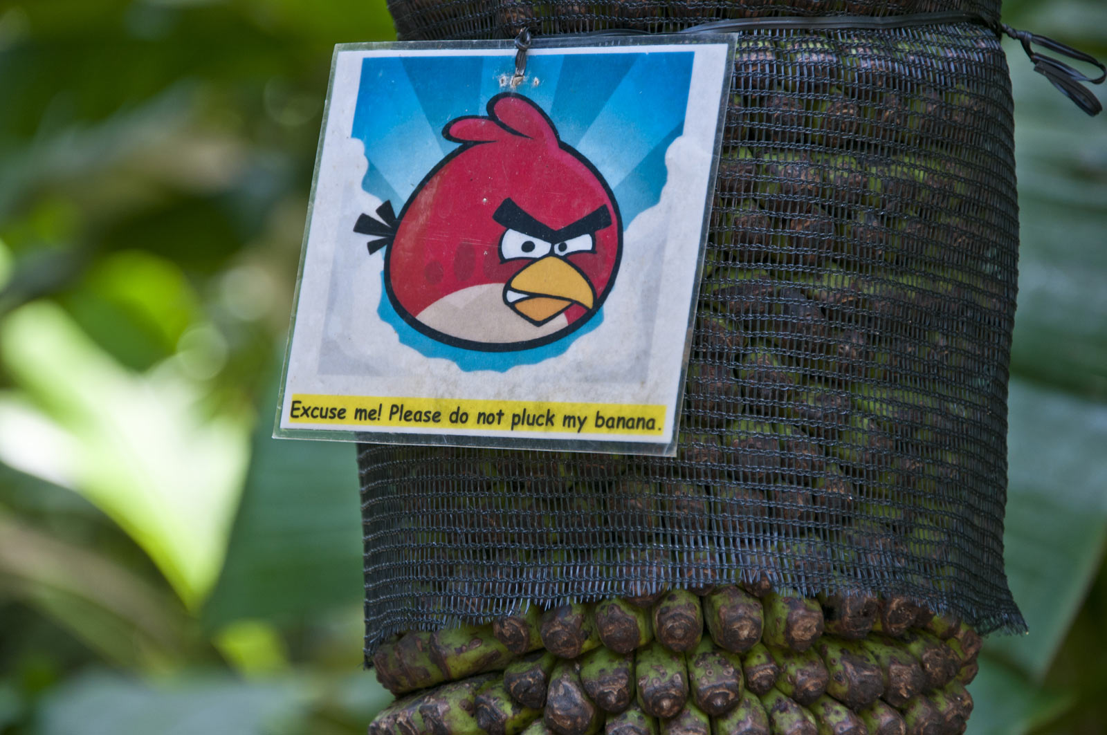 Angry birds на табличке в ботаническом саду Сингапура