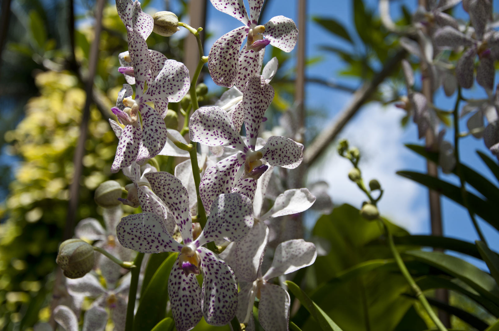 Орхидеи в Сингапурском ботаническом саду