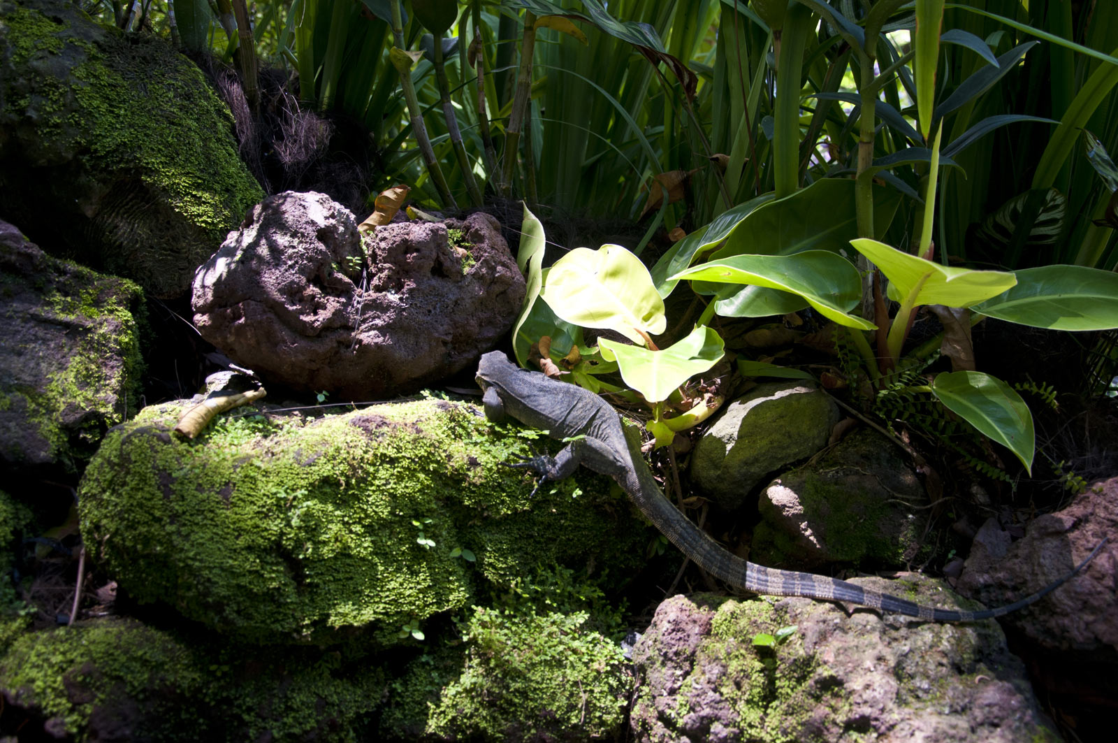 Варан в Сингапурском ботаническом саду