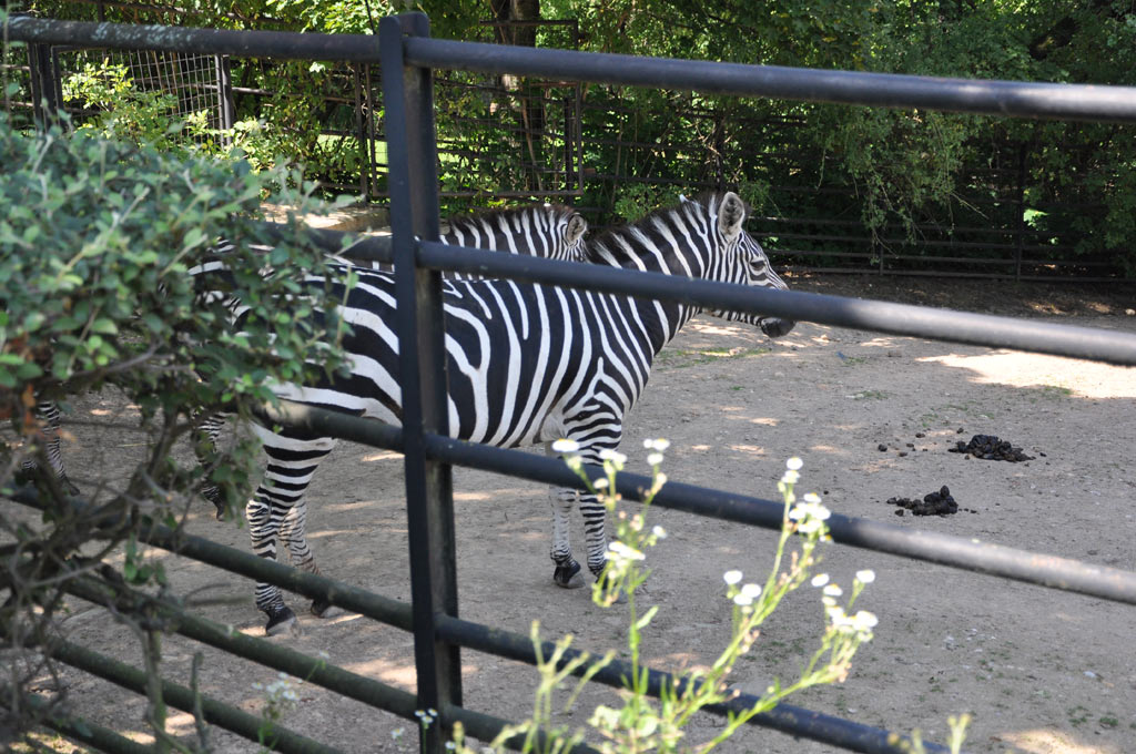Зебры в зоопарке Праги