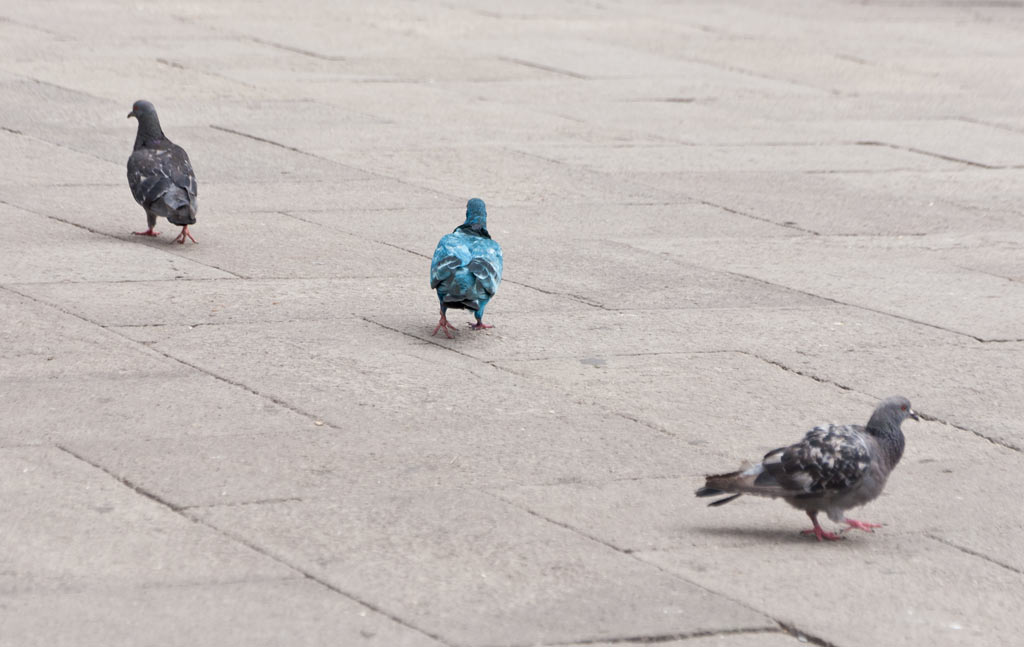Разноцветные голуби на площади Сан-Марко