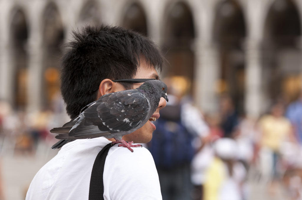 Мерзкий голубь на плече туриста на площади Сан-Марко