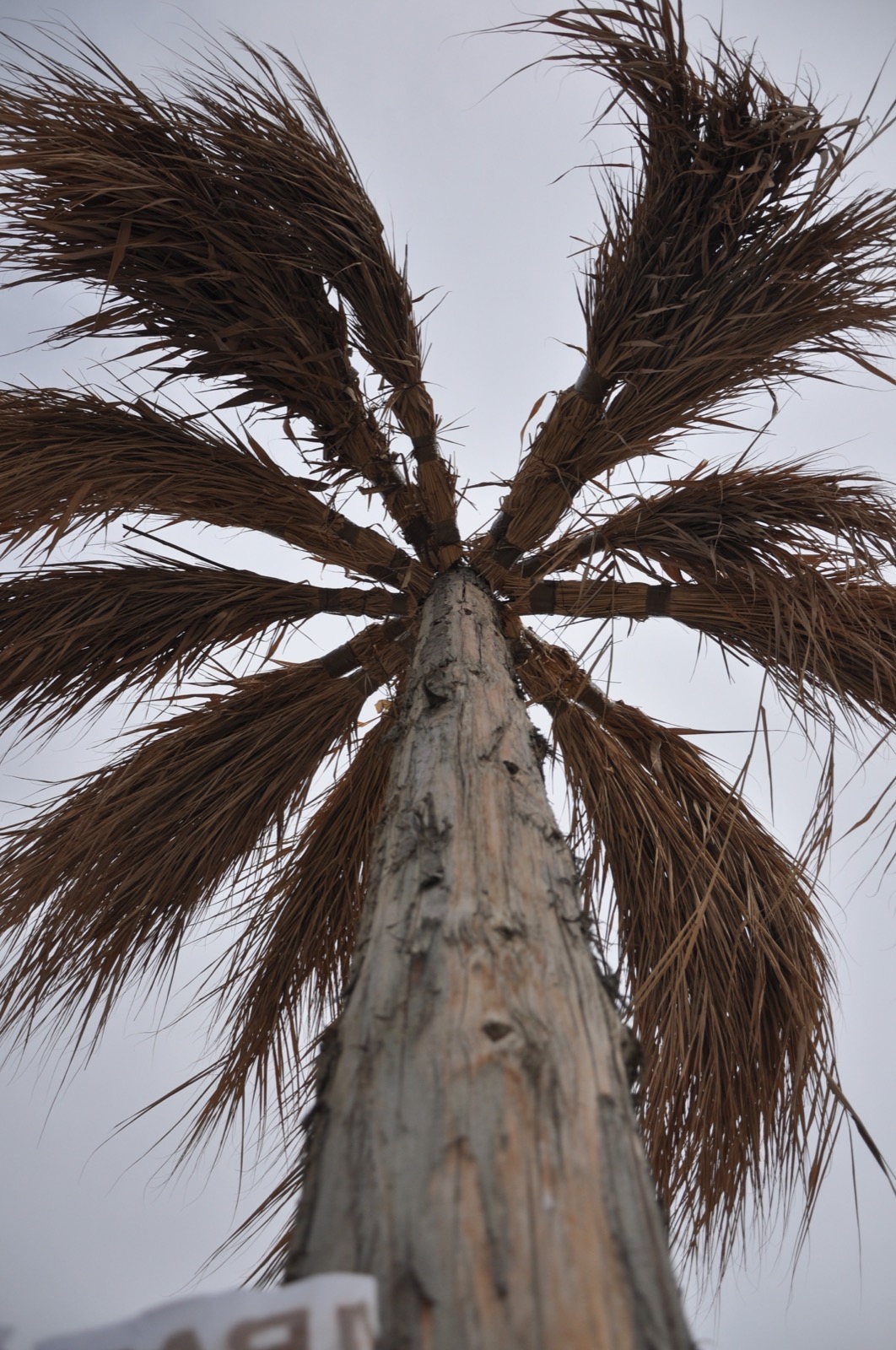Казантипская пальма
